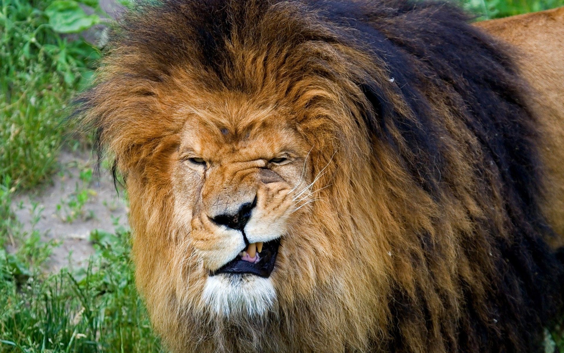 funny-lion-urdu-palace